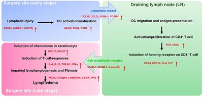 Regulation of Immune Function by the <mark class="highlighted">Lymphatic System</mark> in Lymphedema